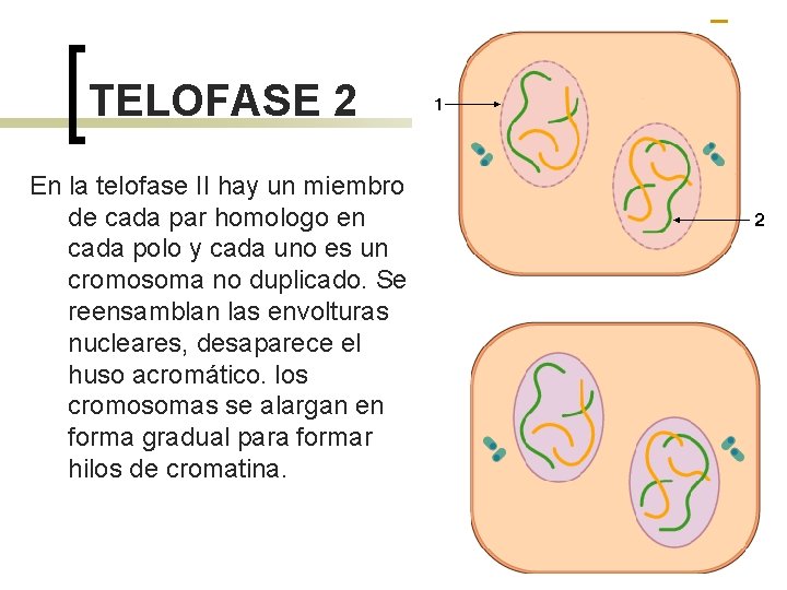 TELOFASE 2 En la telofase II hay un miembro de cada par homologo en