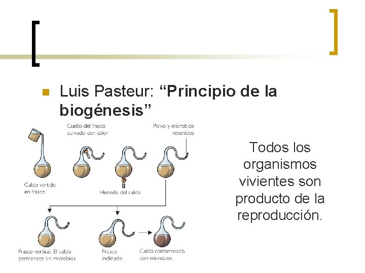n Luis Pasteur: “Principio de la biogénesis” Todos los organismos vivientes son producto de