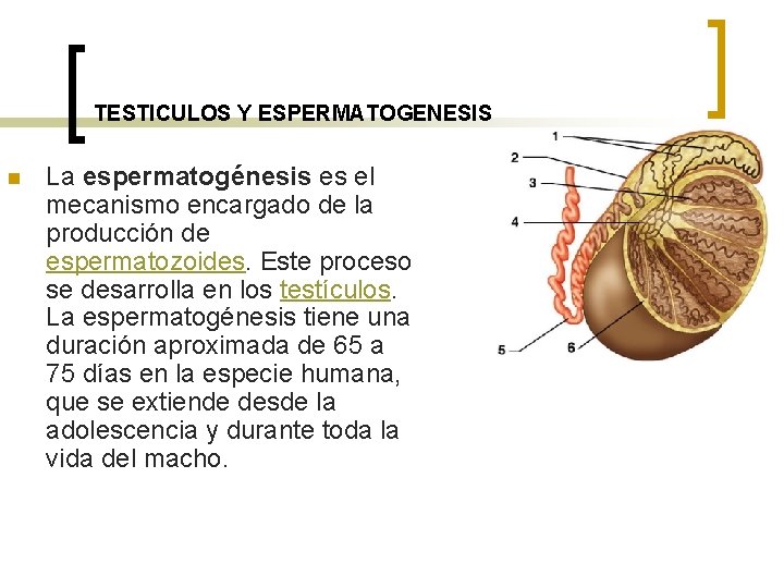 TESTICULOS Y ESPERMATOGENESIS n La espermatogénesis es el mecanismo encargado de la producción de