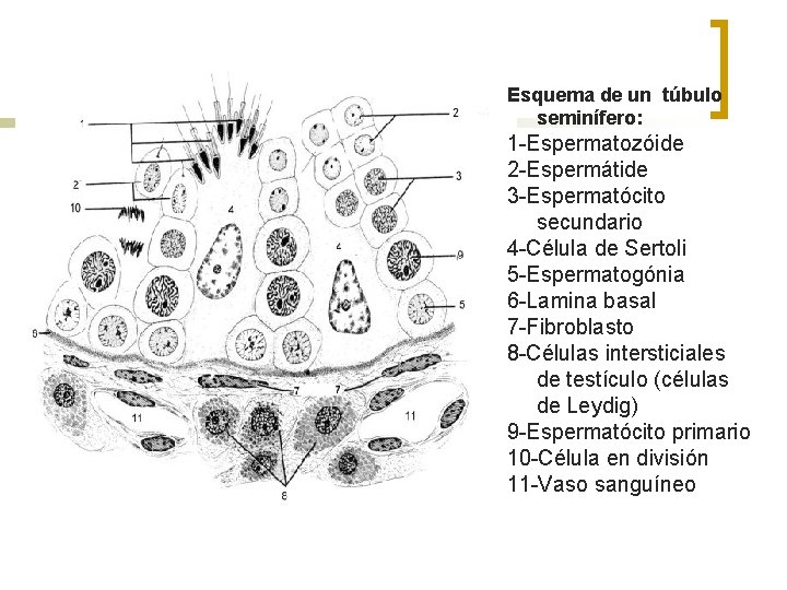 Esquema de un túbulo seminífero: 1 -Espermatozóide 2 -Espermátide 3 -Espermatócito secundario 4 -Célula