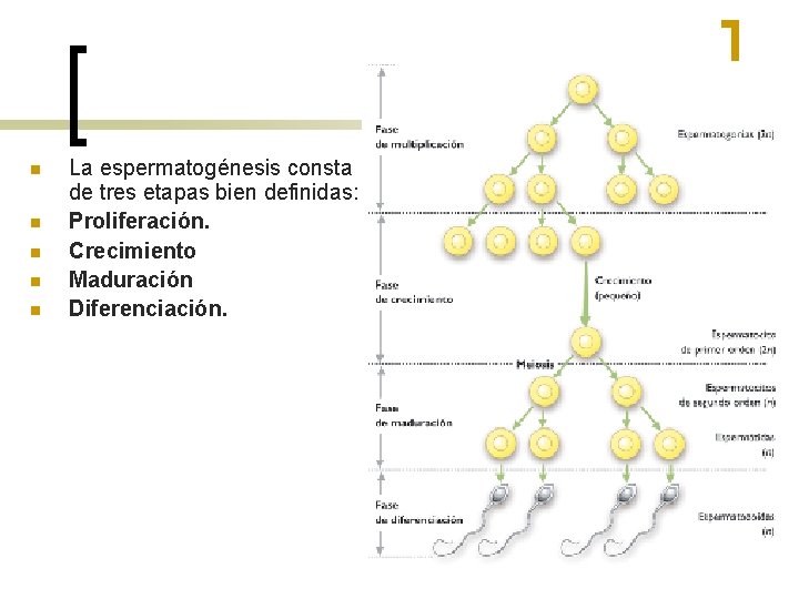 n n n La espermatogénesis consta de tres etapas bien definidas: Proliferación. Crecimiento Maduración