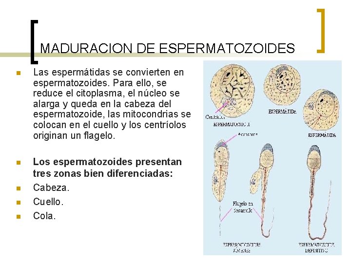 MADURACION DE ESPERMATOZOIDES n Las espermátidas se convierten en espermatozoides. Para ello, se reduce