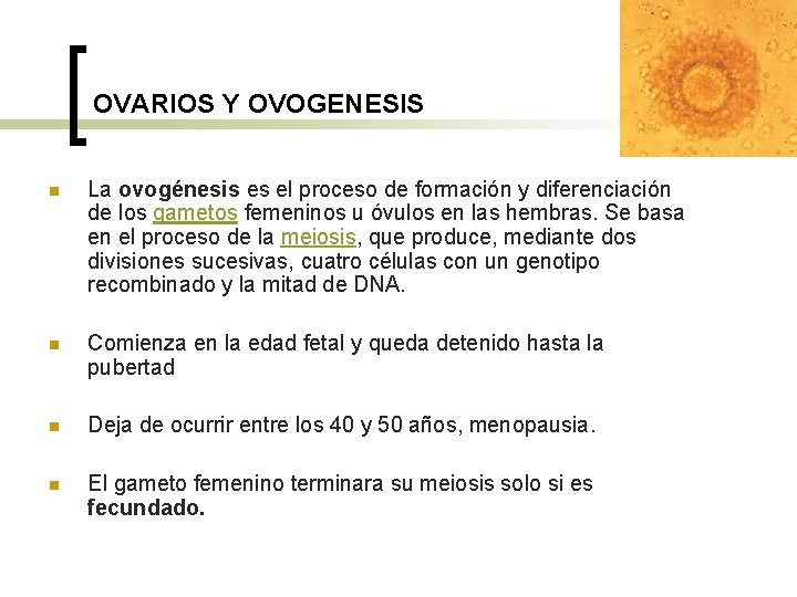 OVARIOS Y OVOGENESIS n La ovogénesis es el proceso de formación y diferenciación de