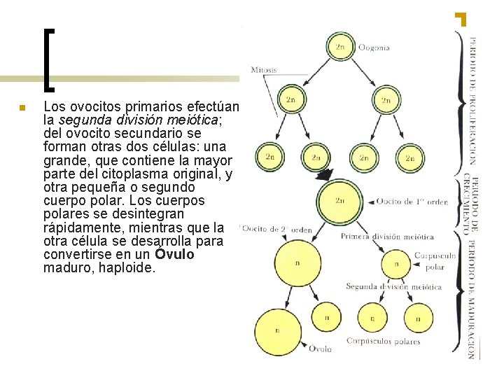 n Los ovocitos primarios efectúan la segunda división meiótica; del ovocito secundario se forman