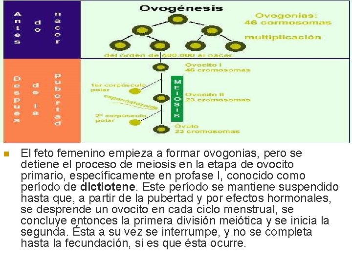 n El feto femenino empieza a formar ovogonias, pero se detiene el proceso de