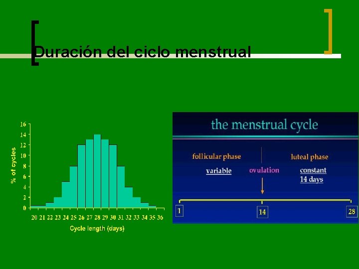 Duración del ciclo menstrual 
