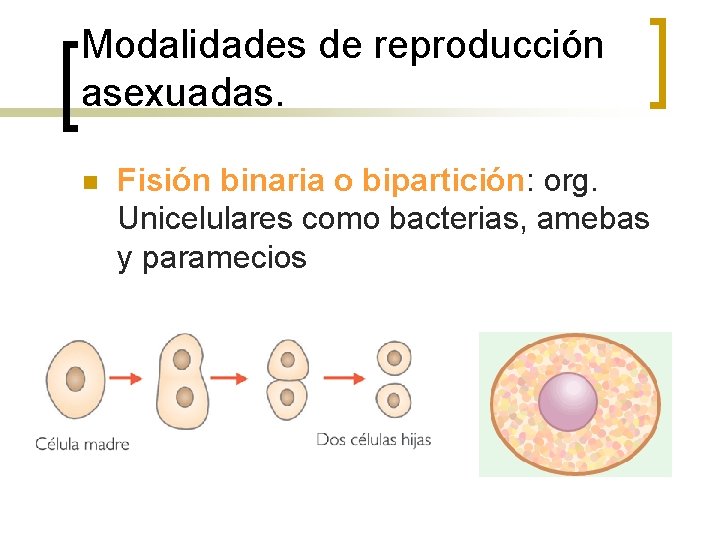 Modalidades de reproducción asexuadas. n Fisión binaria o bipartición: org. Unicelulares como bacterias, amebas