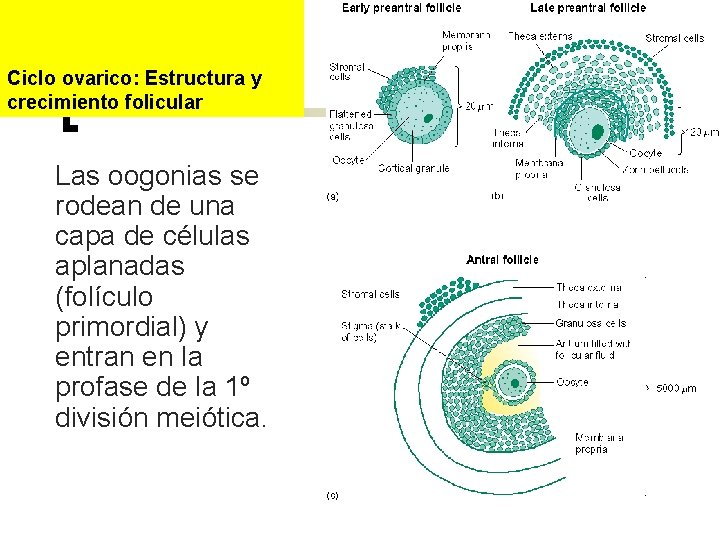Ciclo ovarico: Estructura y crecimiento folicular Las oogonias se rodean de una capa de