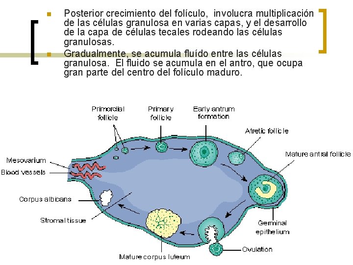 n n Posterior crecimiento del folículo, involucra multiplicación de las células granulosa en varias