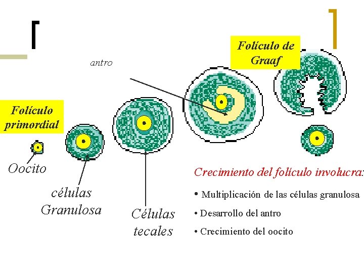 Folículo de Graaf antro Folículo primordial Oocito células Granulosa Crecimiento del folículo involucra: •