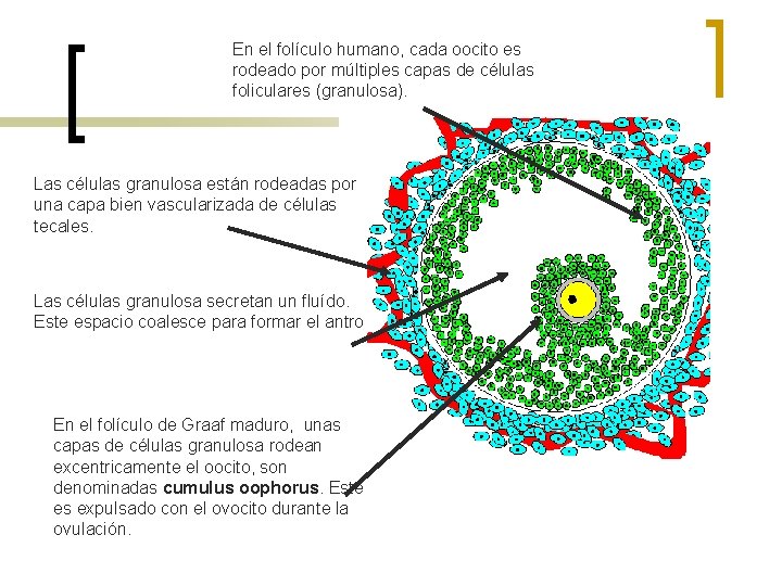 En el folículo humano, cada oocito es rodeado por múltiples capas de células foliculares