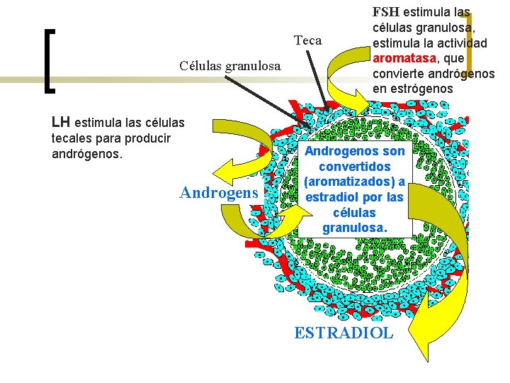 FSH estimula las Teca Células granulosa células granulosa, estimula la actividad aromatasa, que convierte