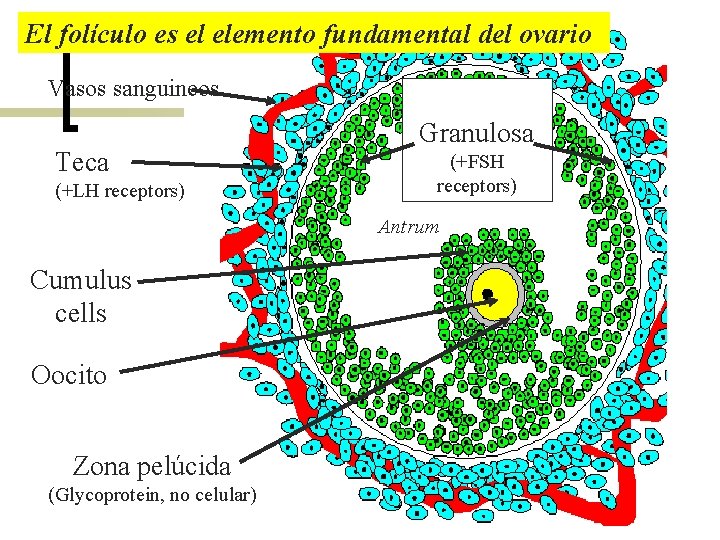 El folículo es el elemento fundamental del ovario Vasos sanguineos Teca (+LH receptors) Granulosa