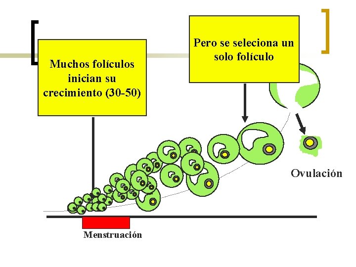 Muchos folículos inician su crecimiento (30 -50) Pero se seleciona un solo folículo Ovulación