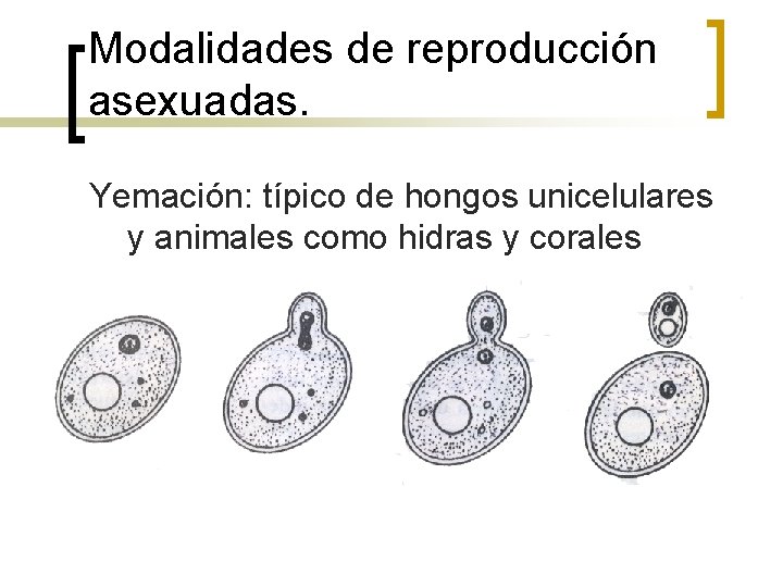 Modalidades de reproducción asexuadas. Yemación: típico de hongos unicelulares y animales como hidras y
