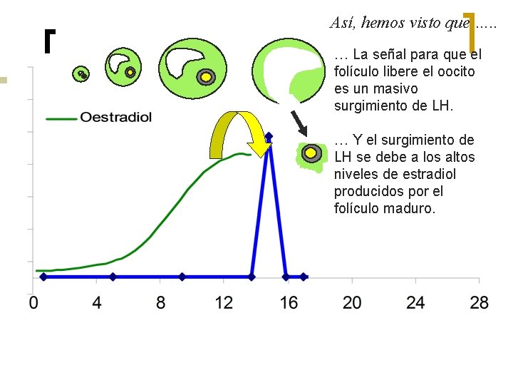 Así, hemos visto que …. . … La señal para que el folículo libere