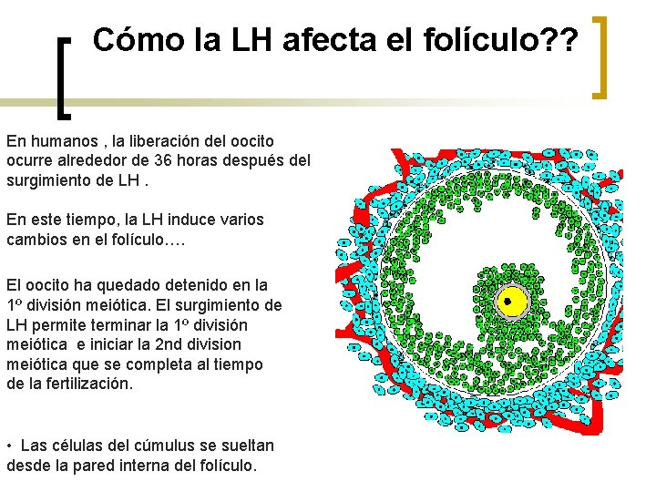 Cómo la LH afecta el folículo? ? En humanos , la liberación del oocito