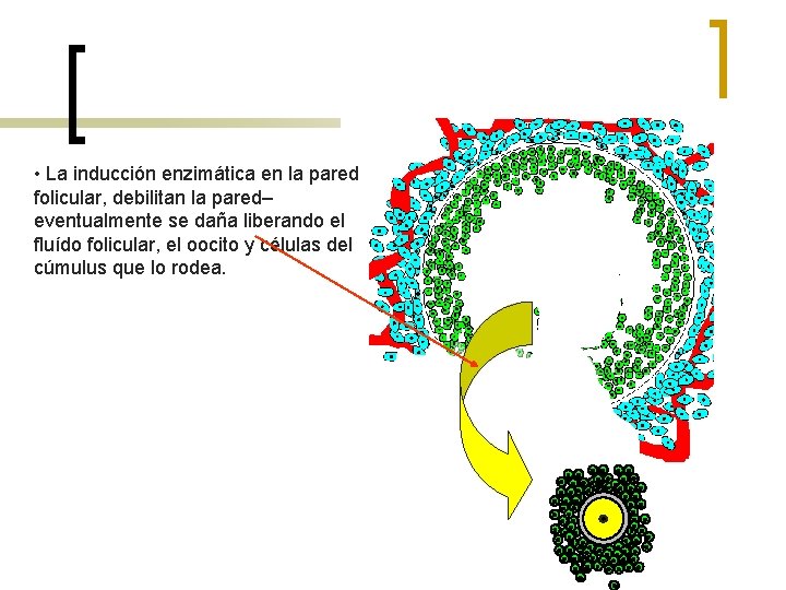  • La inducción enzimática en la pared folicular, debilitan la pared– eventualmente se