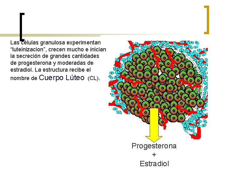 Las células granulosa experimentan “luteinizacion”, crecen mucho e inician la secreción de grandes cantidades