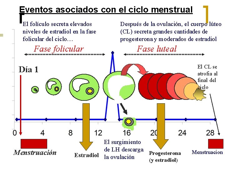 Eventos asociados con el ciclo menstrual El folículo secreta elevados niveles de estradiol en