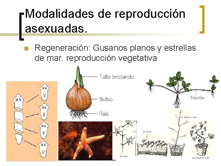 Modalidades de reproducción asexuadas. n Regeneración: Gusanos planos y estrellas de mar. reproducción vegetativa