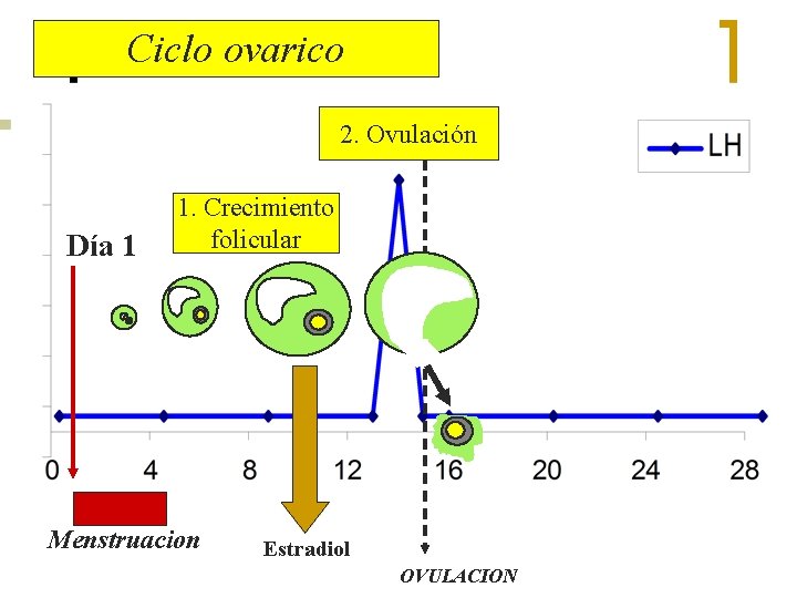 Ciclo ovarico 2. Ovulación Día 1 1. Crecimiento folicular Menstruacion Estradiol OVULACION 