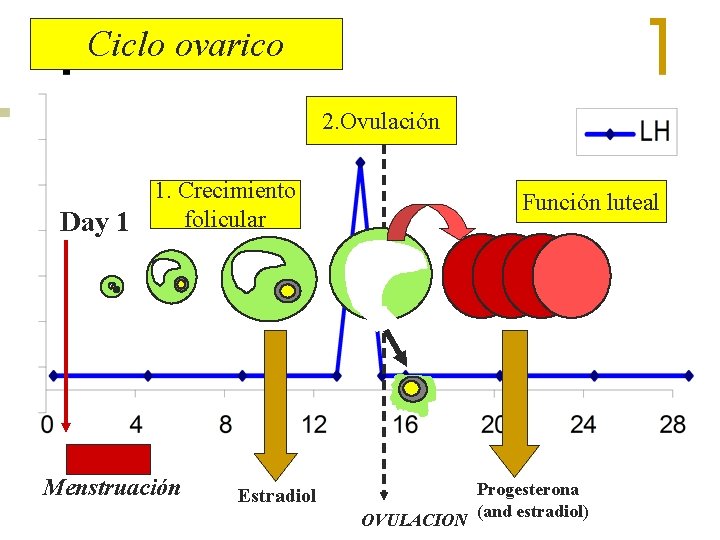 Ciclo ovarico 2. Ovulación 1. Crecimiento folicular Day 1 Menstruación Función luteal Estradiol OVULACION