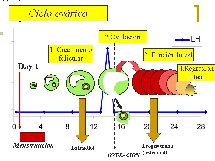 Animated ovarian events Ciclo ovárico 2. Ovulación Day 1 1. Crecimiento folicular Menstruación 3.