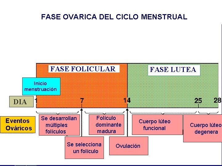 FASE OVARICA DEL CICLO MENSTRUAL FASE FOLICULAR FASE LUTEA Inicio menstruación DIA Eventos Ováricos