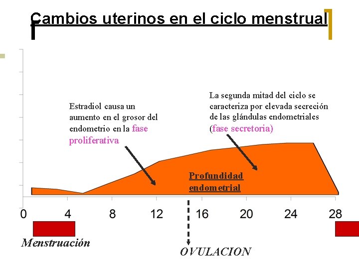 Cambios uterinos en el ciclo menstrual Estradiol causa un aumento en el grosor del