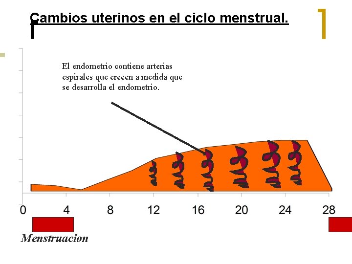 Cambios uterinos en el ciclo menstrual. El endometrio contiene arterias espirales que crecen a