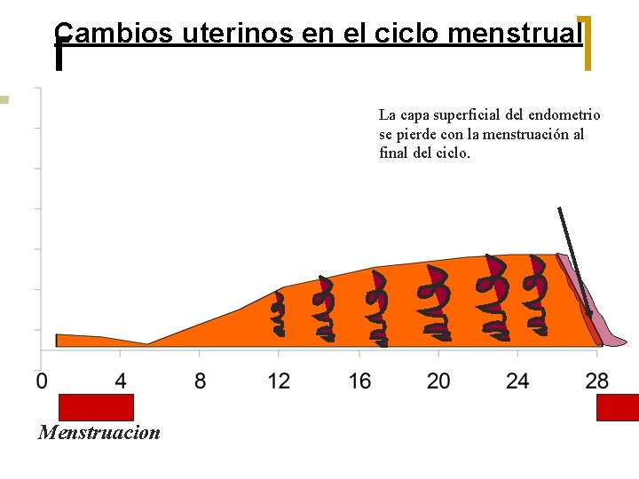 Cambios uterinos en el ciclo menstrual La capa superficial del endometrio se pierde con