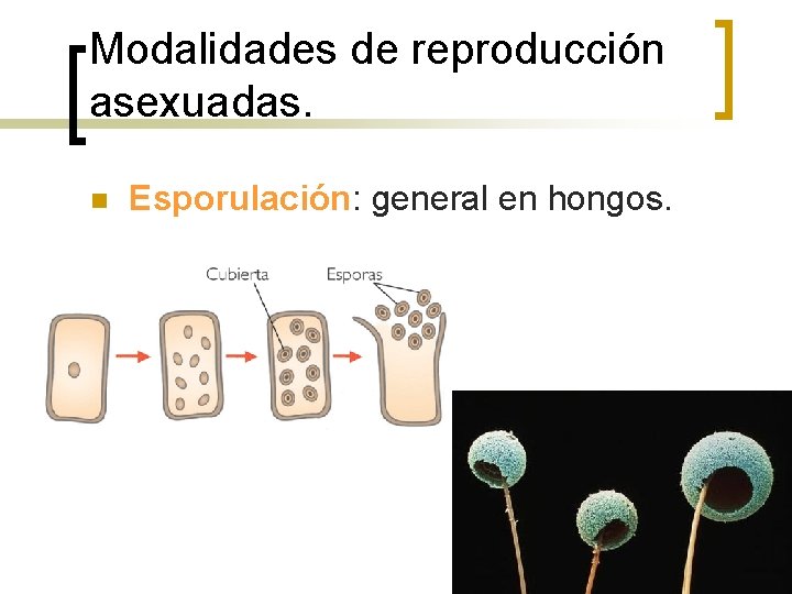 Modalidades de reproducción asexuadas. n Esporulación: general en hongos. 