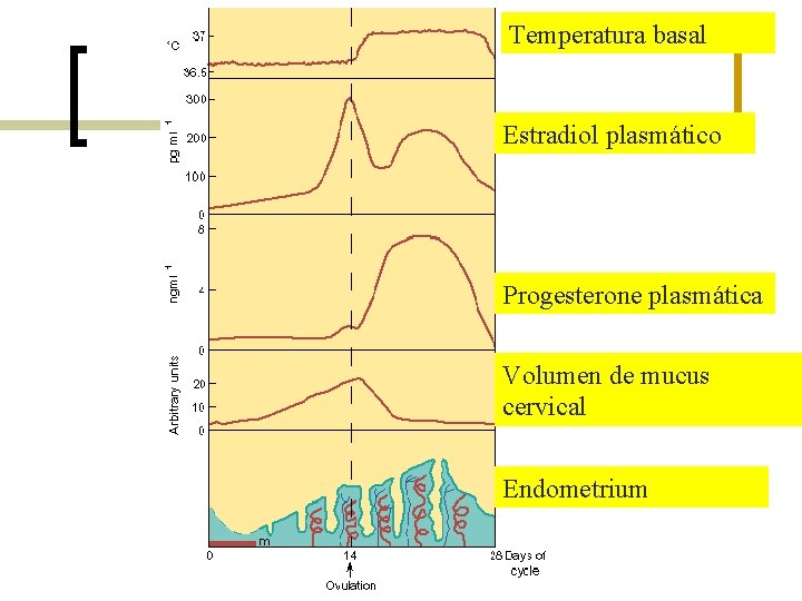 Temperatura basal Estradiol plasmático Progesterone plasmática Volumen de mucus cervical Endometrium 
