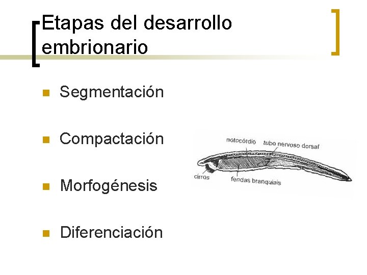 Etapas del desarrollo embrionario n Segmentación n Compactación n Morfogénesis n Diferenciación 