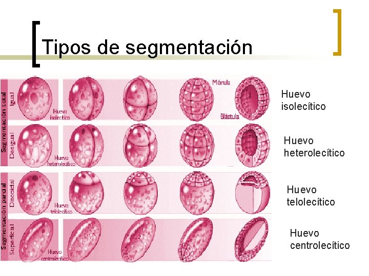 Tipos de segmentación Huevo isolecítico Huevo heterolecítico Huevo telolecítico Huevo centrolecítico 