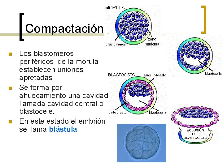 Compactación n Los blastomeros periféricos de la mórula establecen uniones apretadas Se forma por