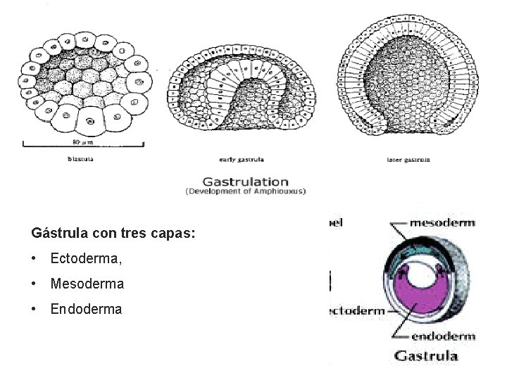 Gástrula con tres capas: • Ectoderma, • Mesoderma • Endoderma 