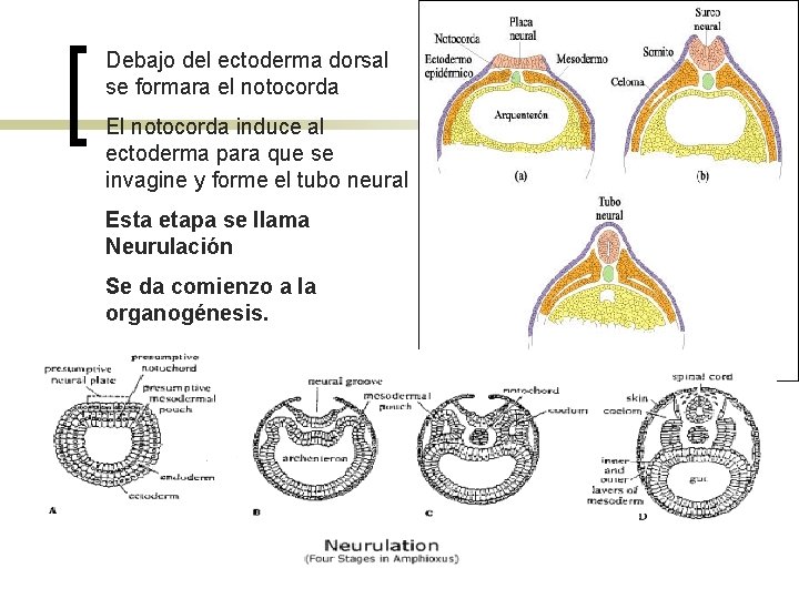 Debajo del ectoderma dorsal se formara el notocorda El notocorda induce al ectoderma para