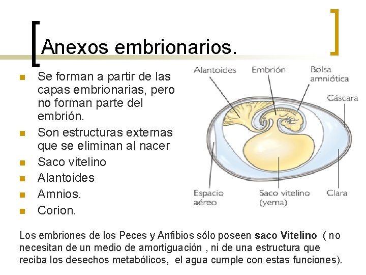 Anexos embrionarios. n n n Se forman a partir de las capas embrionarias, pero