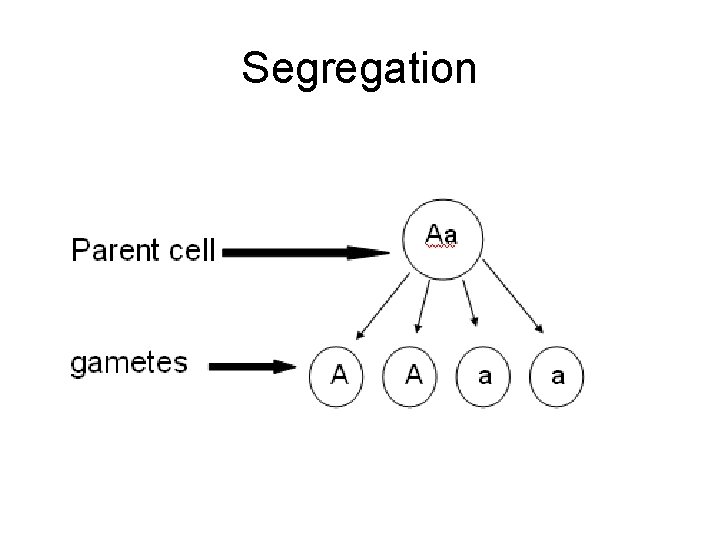 Segregation 