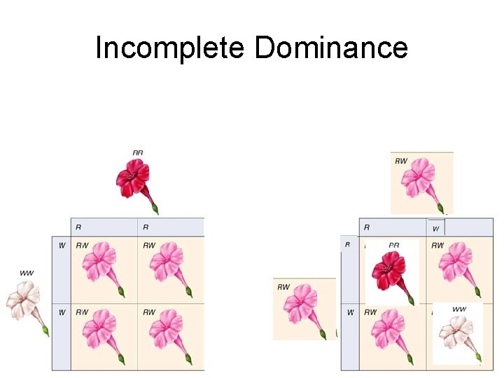 Incomplete Dominance 