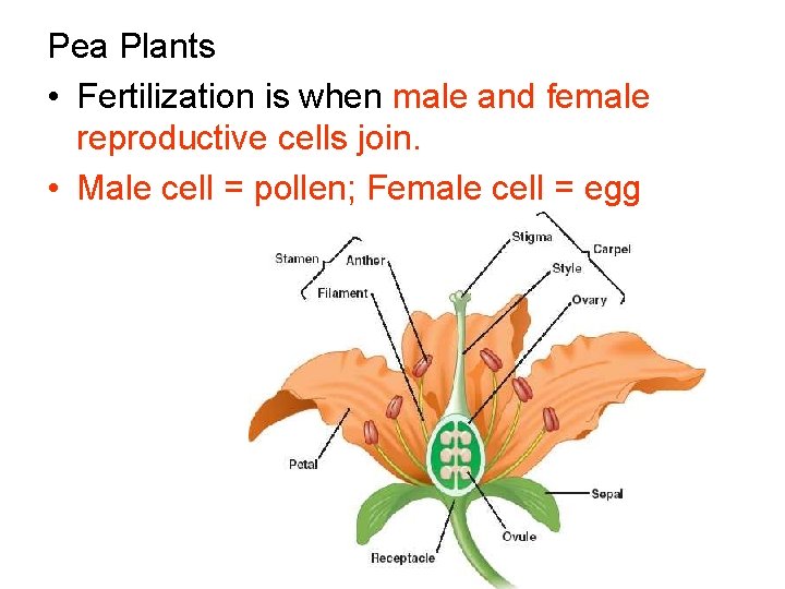Pea Plants • Fertilization is when male and female reproductive cells join. • Male