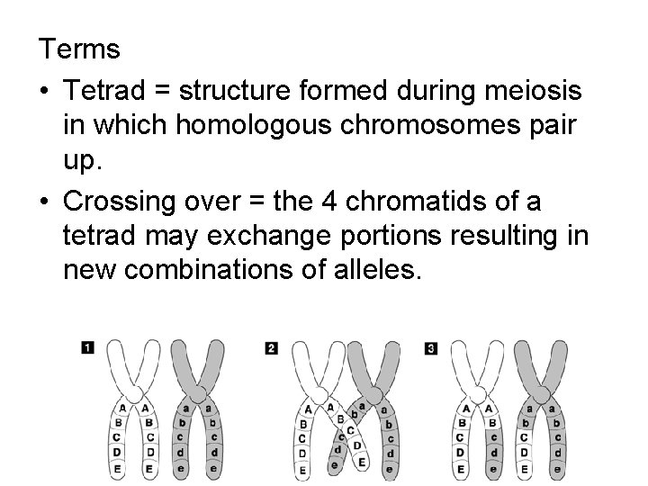 Terms • Tetrad = structure formed during meiosis in which homologous chromosomes pair up.