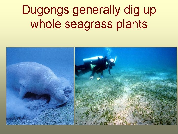Dugongs generally dig up whole seagrass plants 