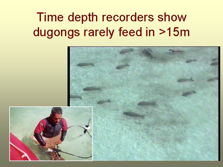 Time depth recorders show dugongs rarely feed in >15 m 