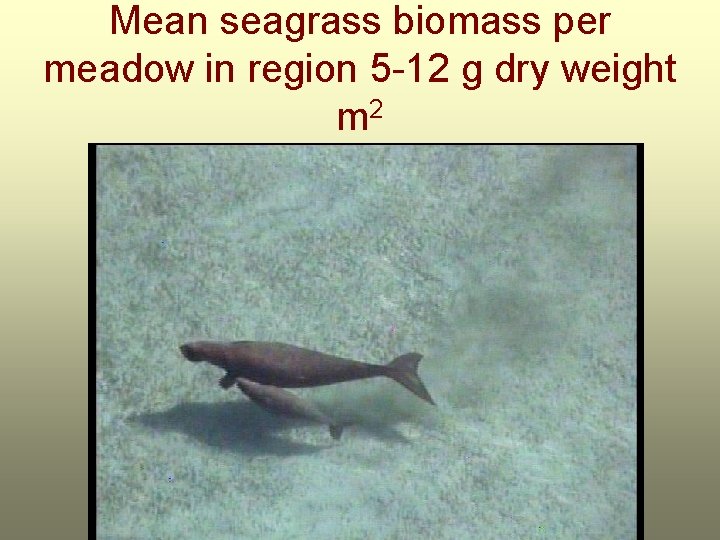 Mean seagrass biomass per meadow in region 5 -12 g dry weight m 2