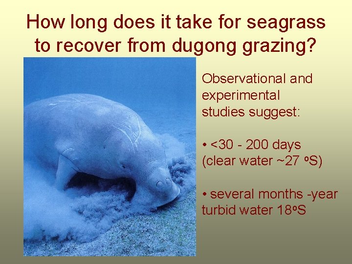 How long does it take for seagrass to recover from dugong grazing? Observational and