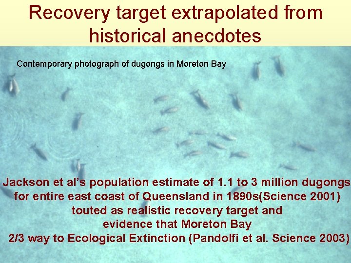 Recovery target extrapolated from historical anecdotes Contemporary photograph of dugongs in Moreton Bay Jackson