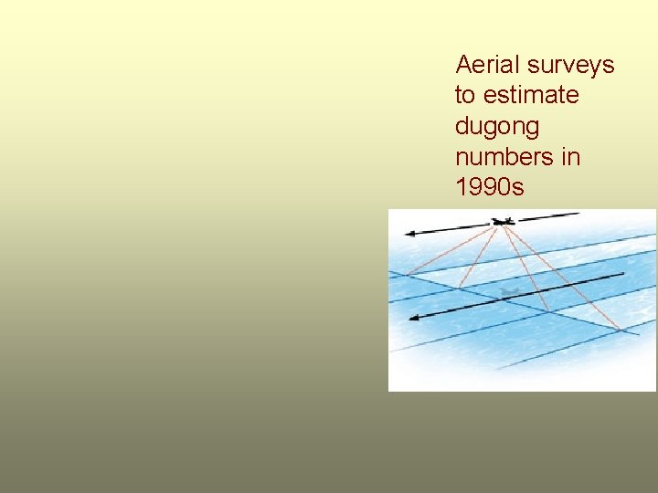 Aerial surveys to estimate dugong numbers in 1990 s 